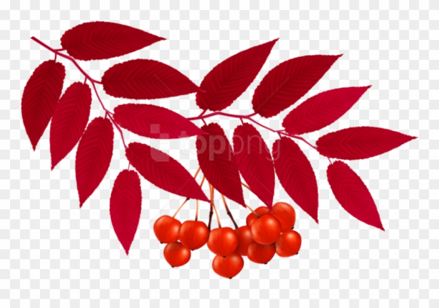 Free Png Download Autumn Red Leaves Decoration Clipart - Red Leaves Transparent