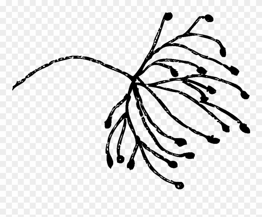 1 Dandelion Black - Illustration Clipart