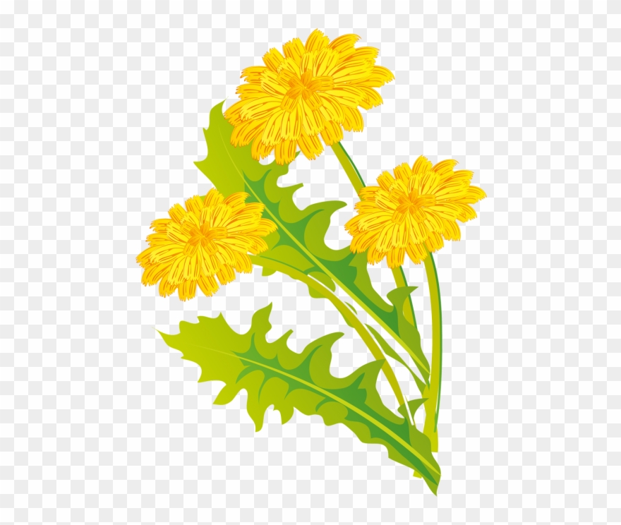 Dandelions 43 - Dandelion Clipart