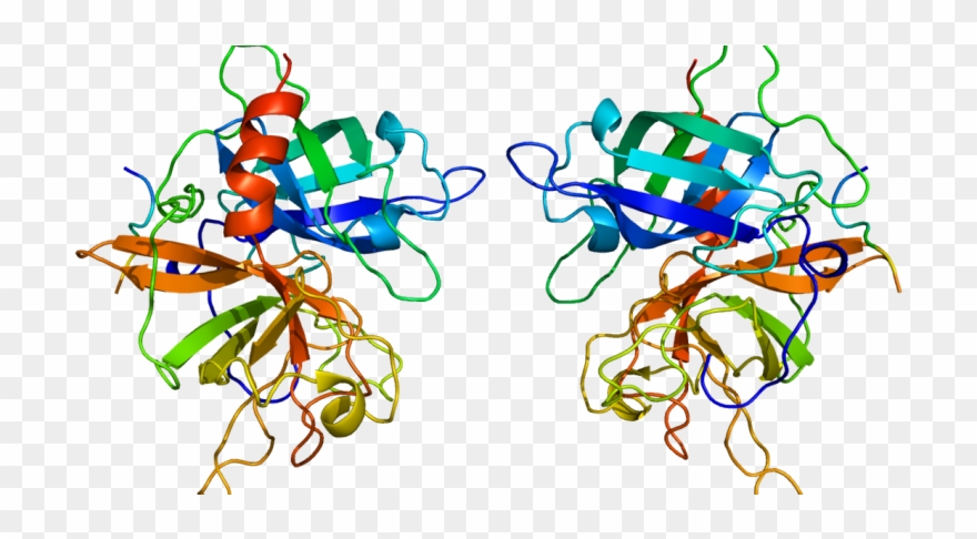 Global Urokinase Market 2019 By Manufacturers, Regions, - Tissue Plasminogen Activator Structure Clipart