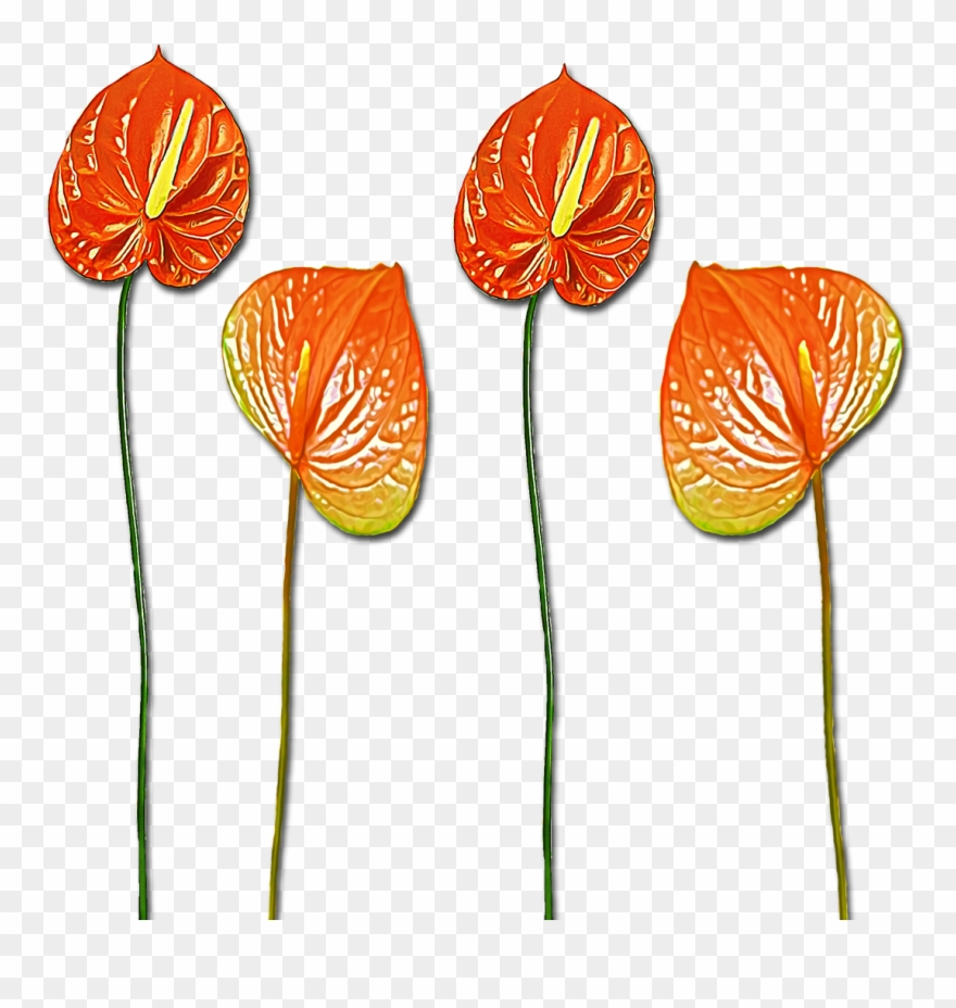 Cliparts - Anthurium - Png Download