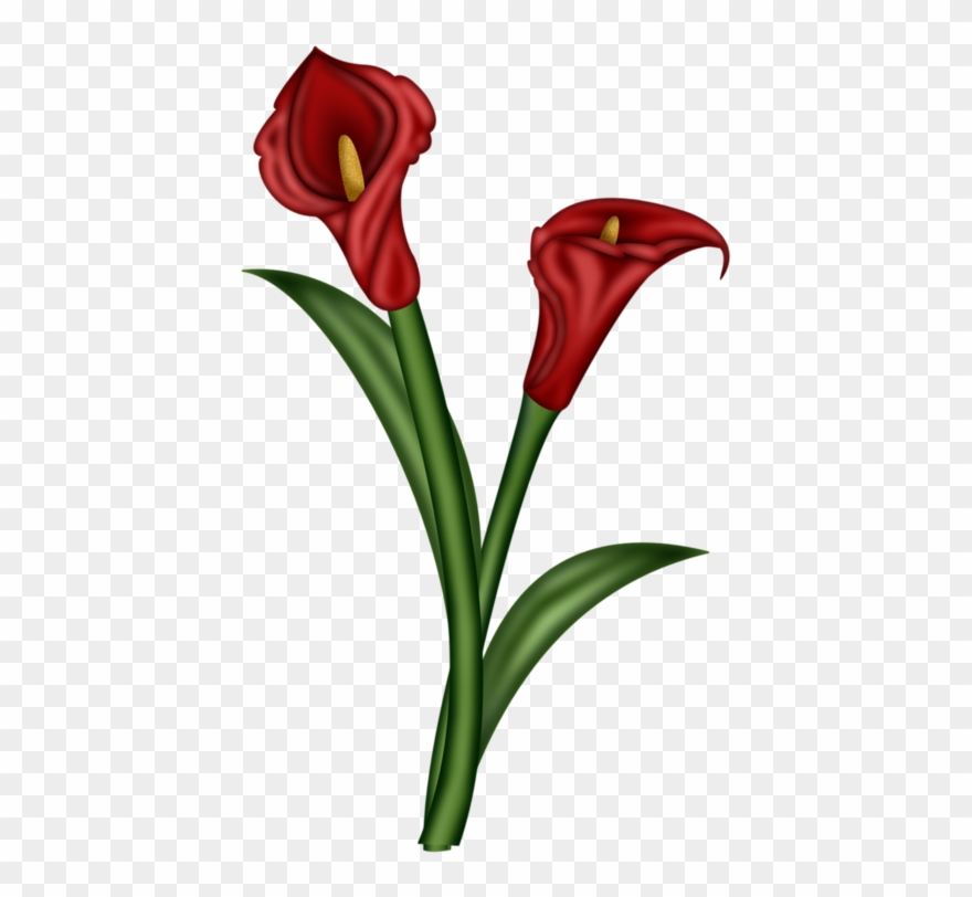 Flower Illustration Red Clipart