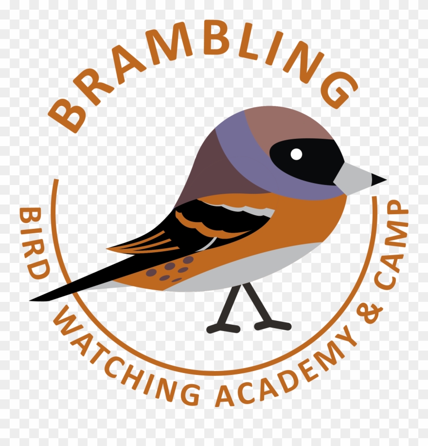 Brambling - Old World Flycatcher Clipart