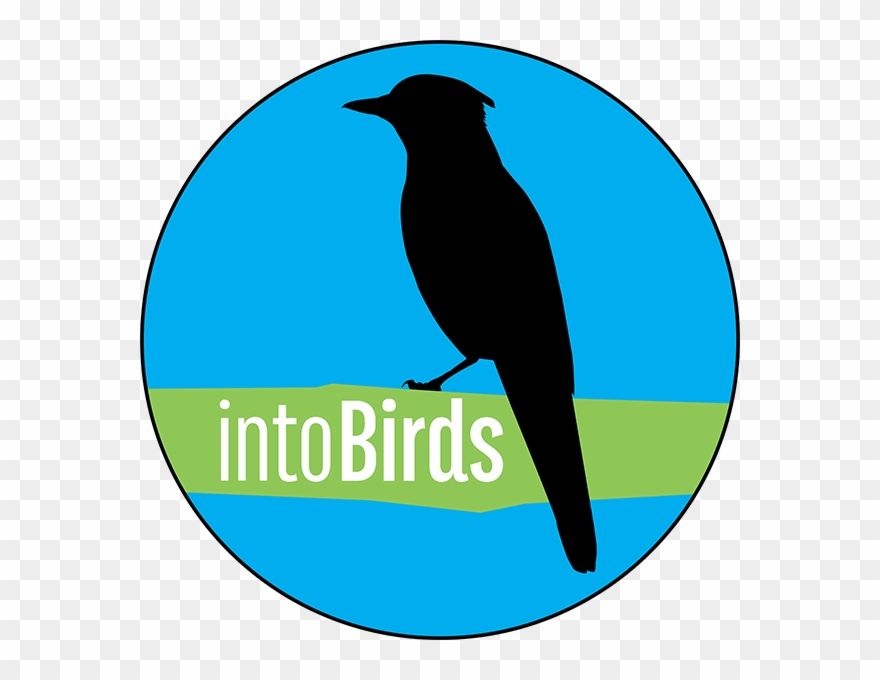 Meet The Intobirds Team - Steller S Jay Clipart