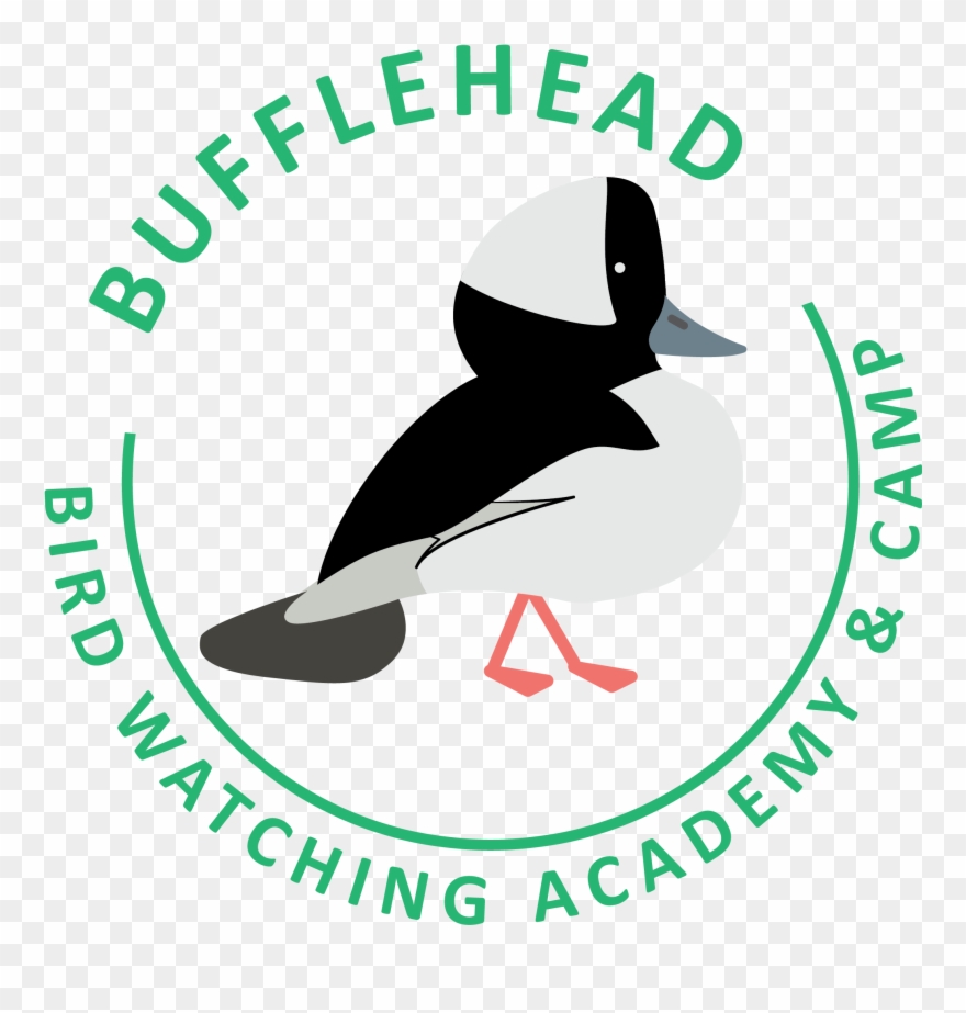Bufflehead Clipart