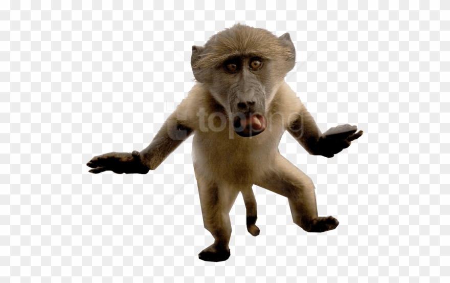 Free Images Toppng Transparent Transparent Background - Mono Limpiando La Casa Clipart