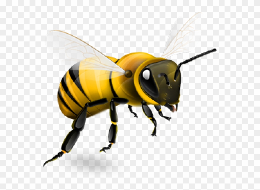 Bee Png - Transparent Background Bee Png Clipart