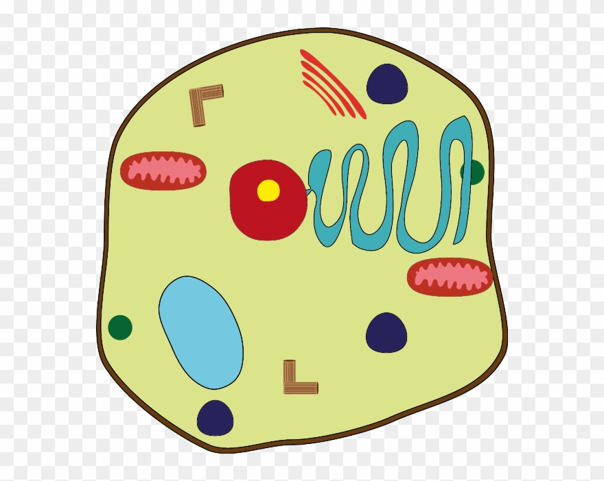 Hücre Organelleri Ve Görevleri Clipart