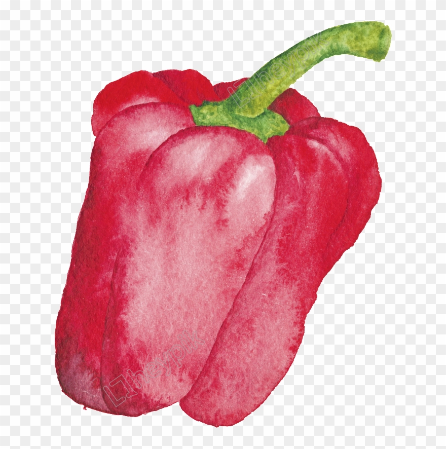 Drawing Vegetables Bell Pepper - Red Bell Pepper Clipart