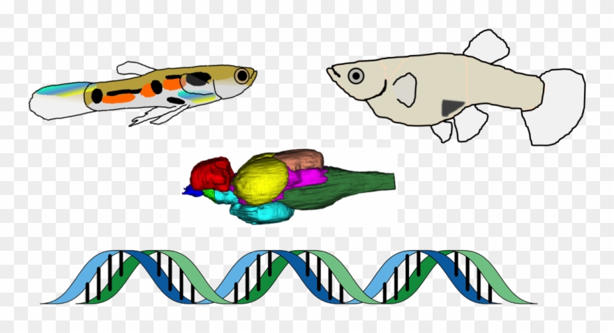 Dept Of Zoology على تويتر Clipart