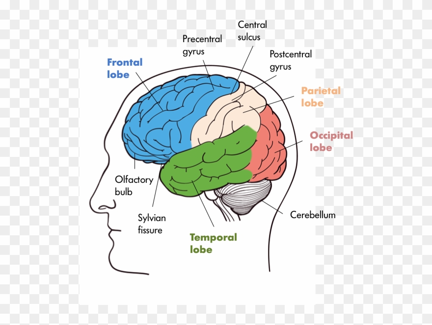 Four Lobes Of The Brain In The Front We Have The Frontal - Nervous System Brain Parts Clipart