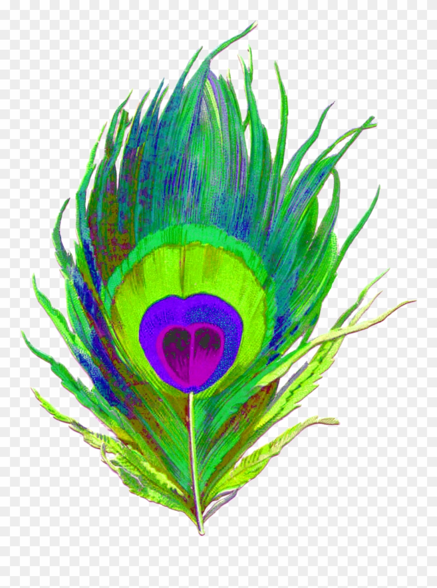 All - Clipart Peacock Feather Png Transparent Png