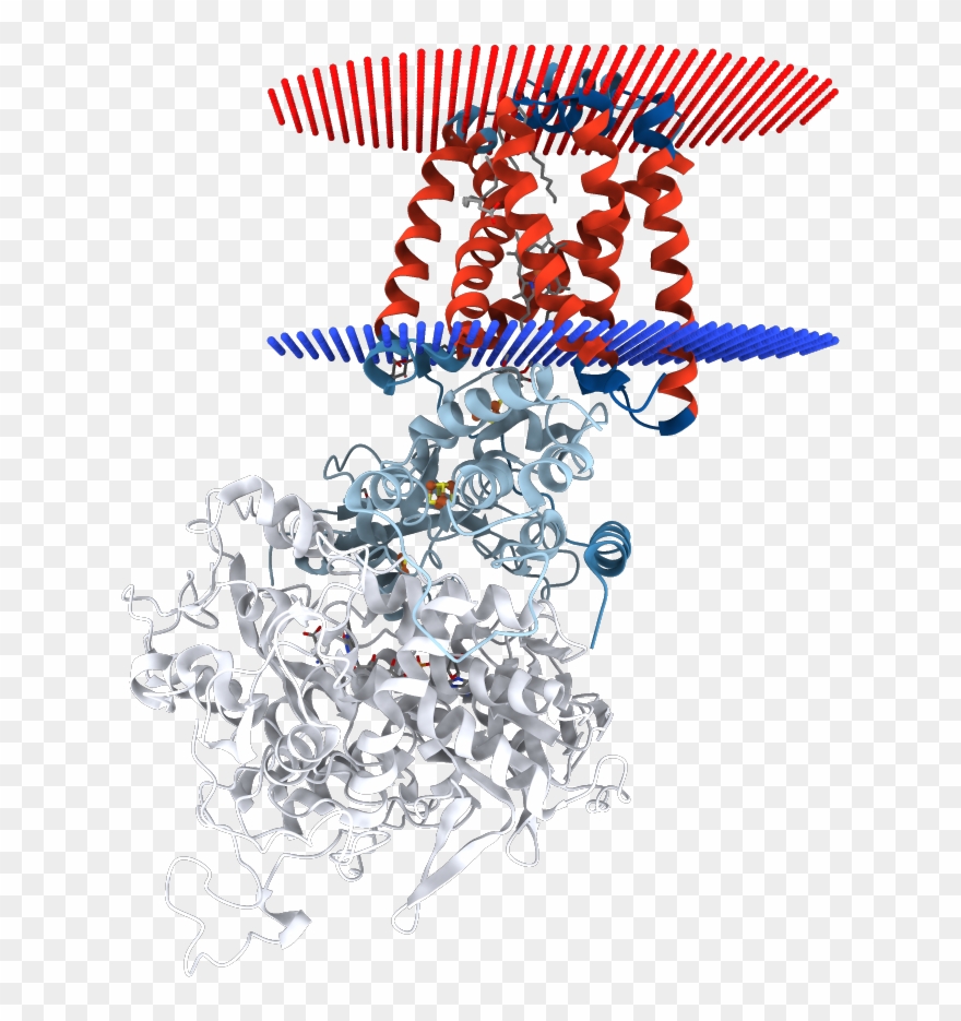 Transmembrane Regions Opm - Illustration Clipart