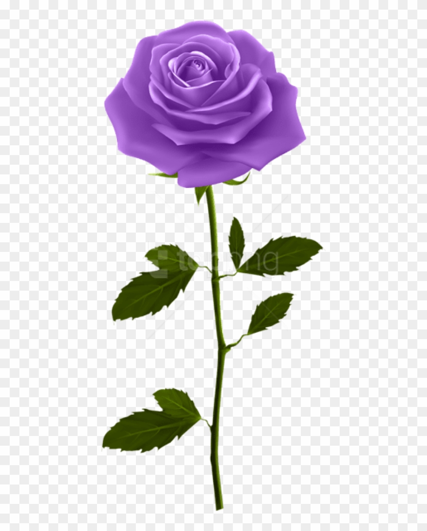 Free Png Download Purple Rose With Stem Png Images - Good Morning Hd Rose Clipart
