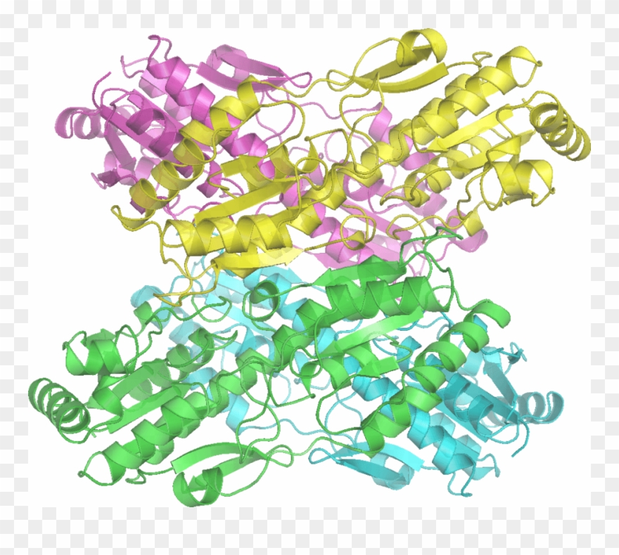 Picture Of Prokaryotic Cell With Labels Clipart - Phosphofructokinase 1 - Png Download