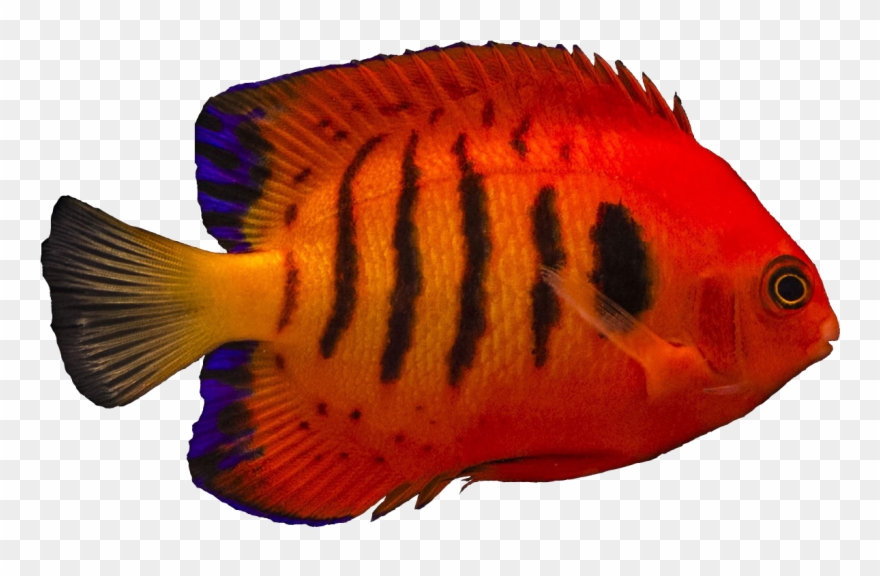 Clipart Flames Angelfish - Png Download