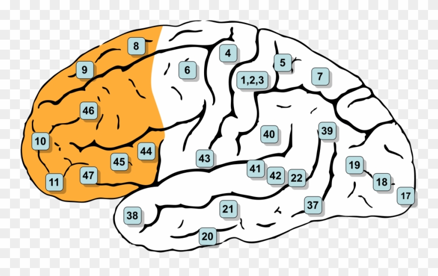 Savantism Neurowiki Image Unavailable - Areas De Brodmann Lobulo Frontal Clipart
