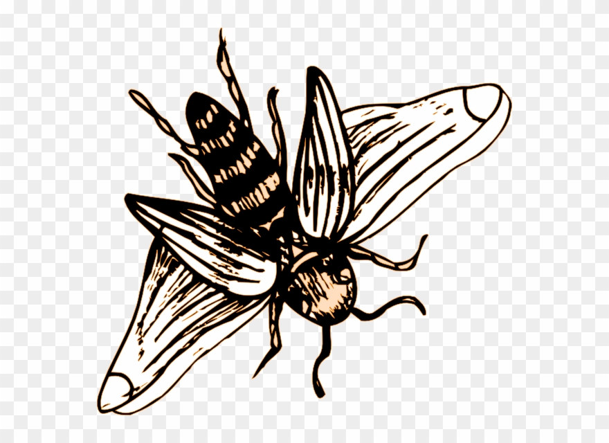Bee Drawing Png Clipart