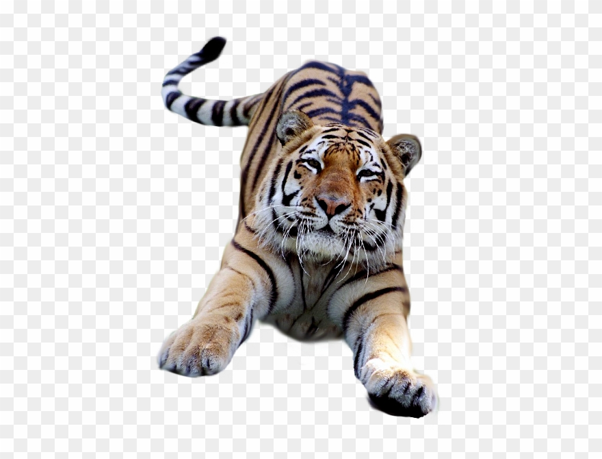 Transparent Background Animals - Tiger Gif Transparent Background Clipart