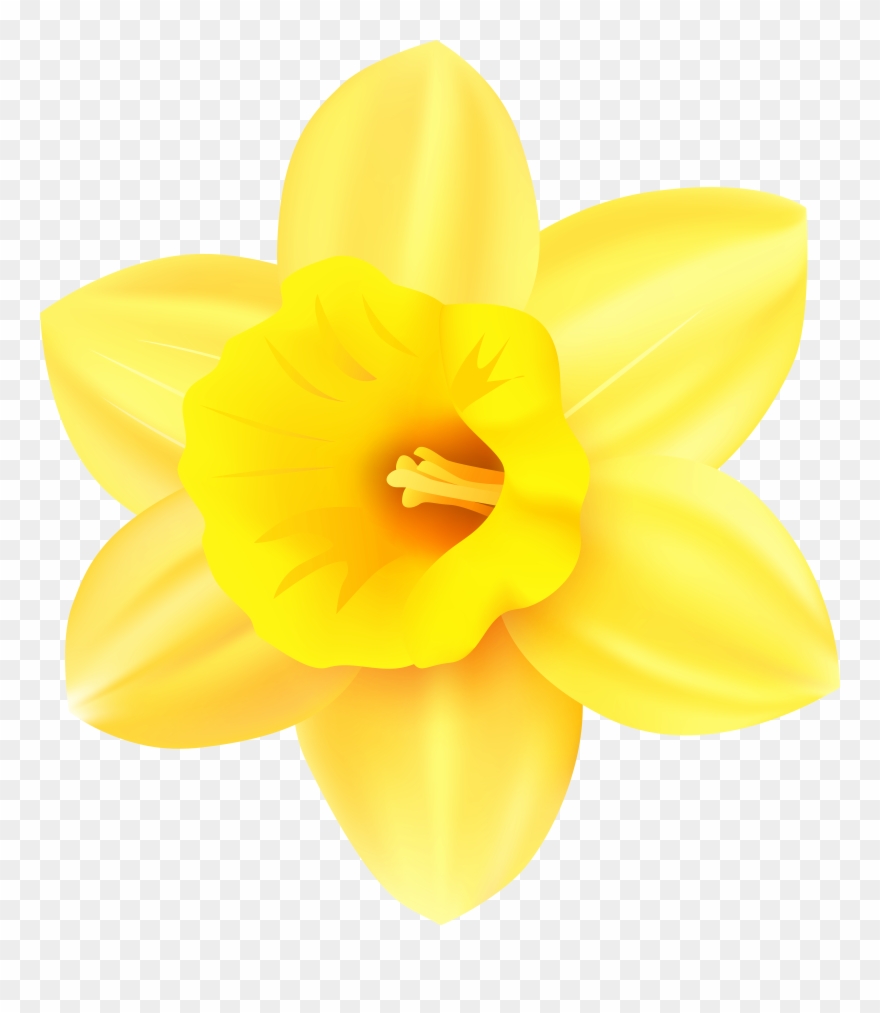 Clip Art Transparent Background Daffodil - Png Download