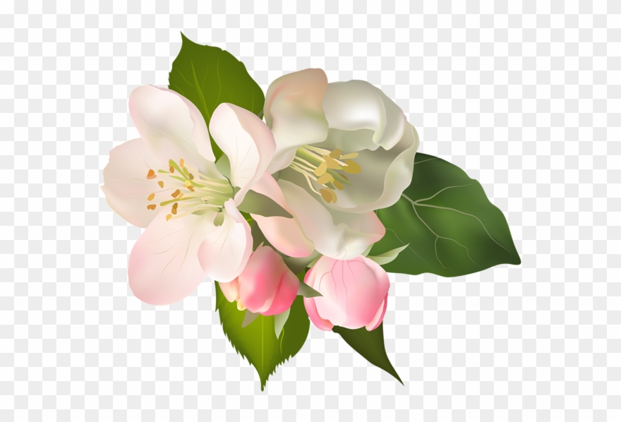 Blossom Spring Fower Png Clip Art Image - Transparent Magnolia Clip Art