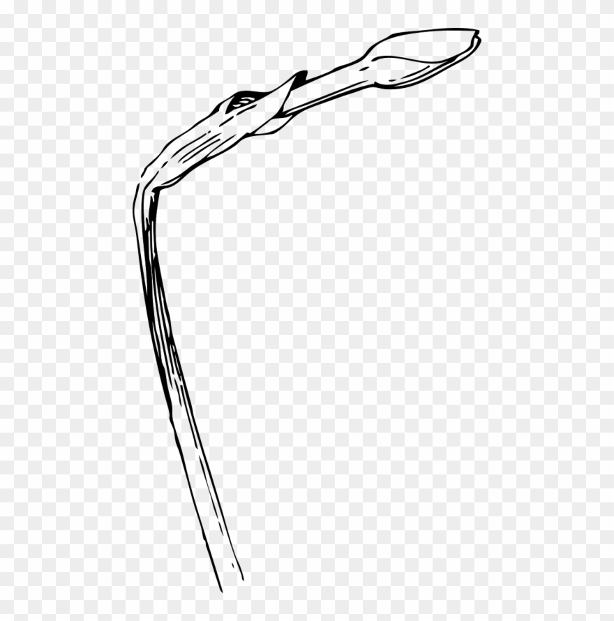 Vektorinė Grafika - Daffodil Bud Drawing Clipart