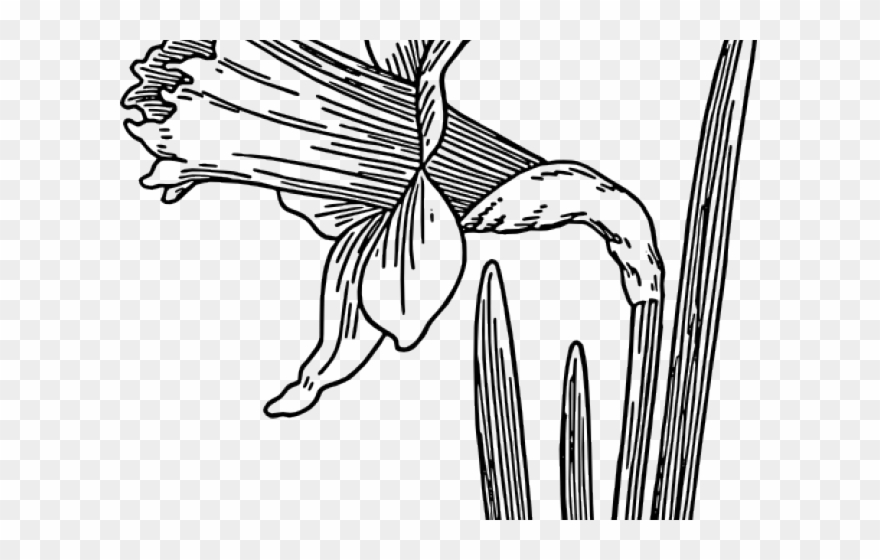 Daffodil Clipart Dafodil - Daffodil Line Drawing - Png Download