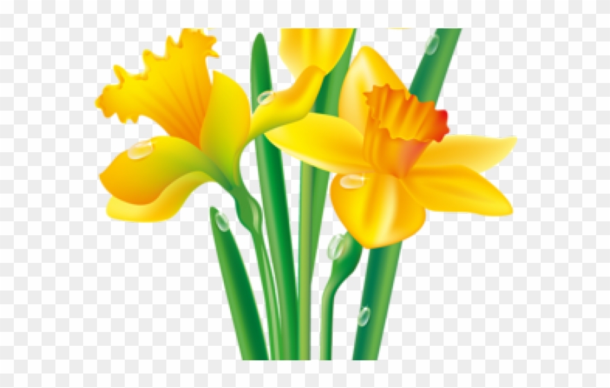 Daffodil Clipart Yellowflower - Daffodil Clipart - Png Download