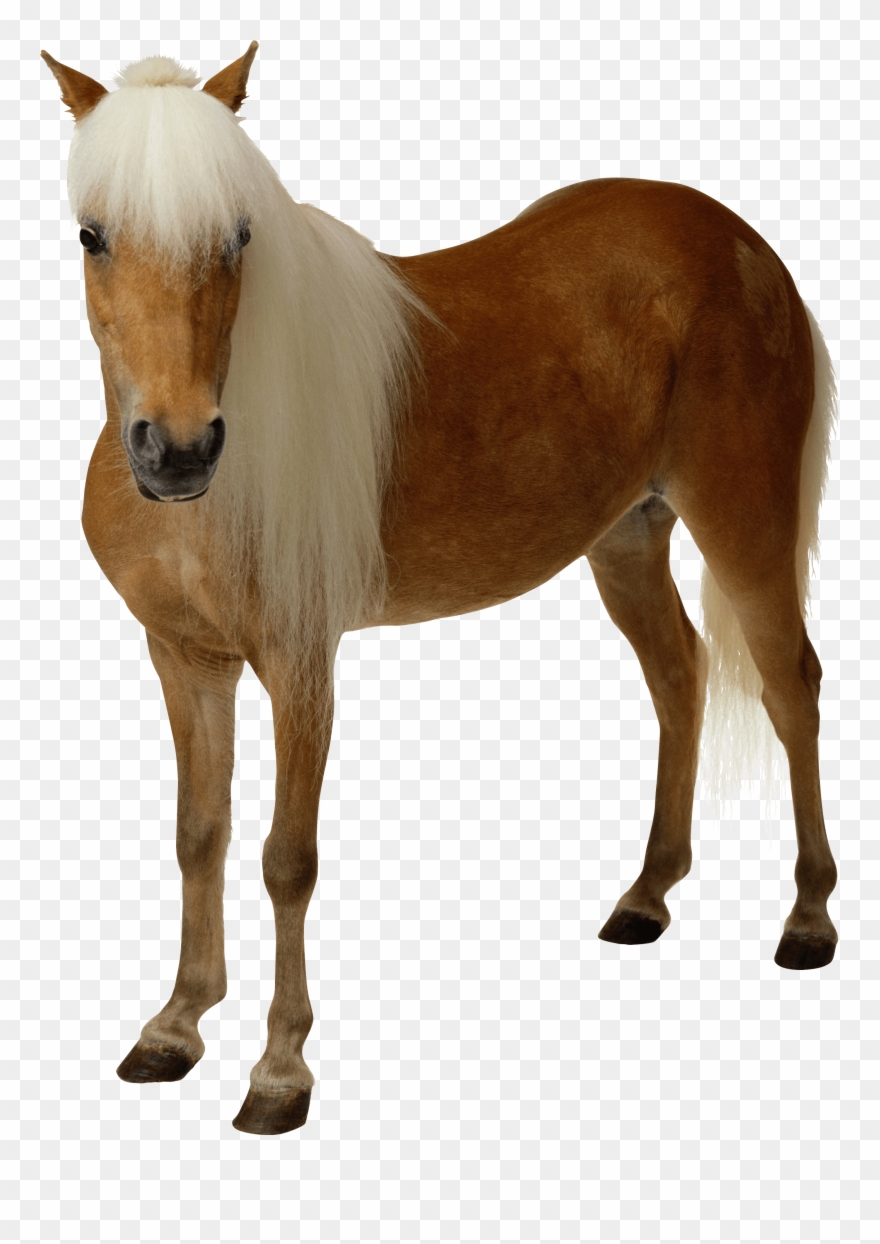 Download Clipart Brown Png - White And Brown Horse Png Transparent Png