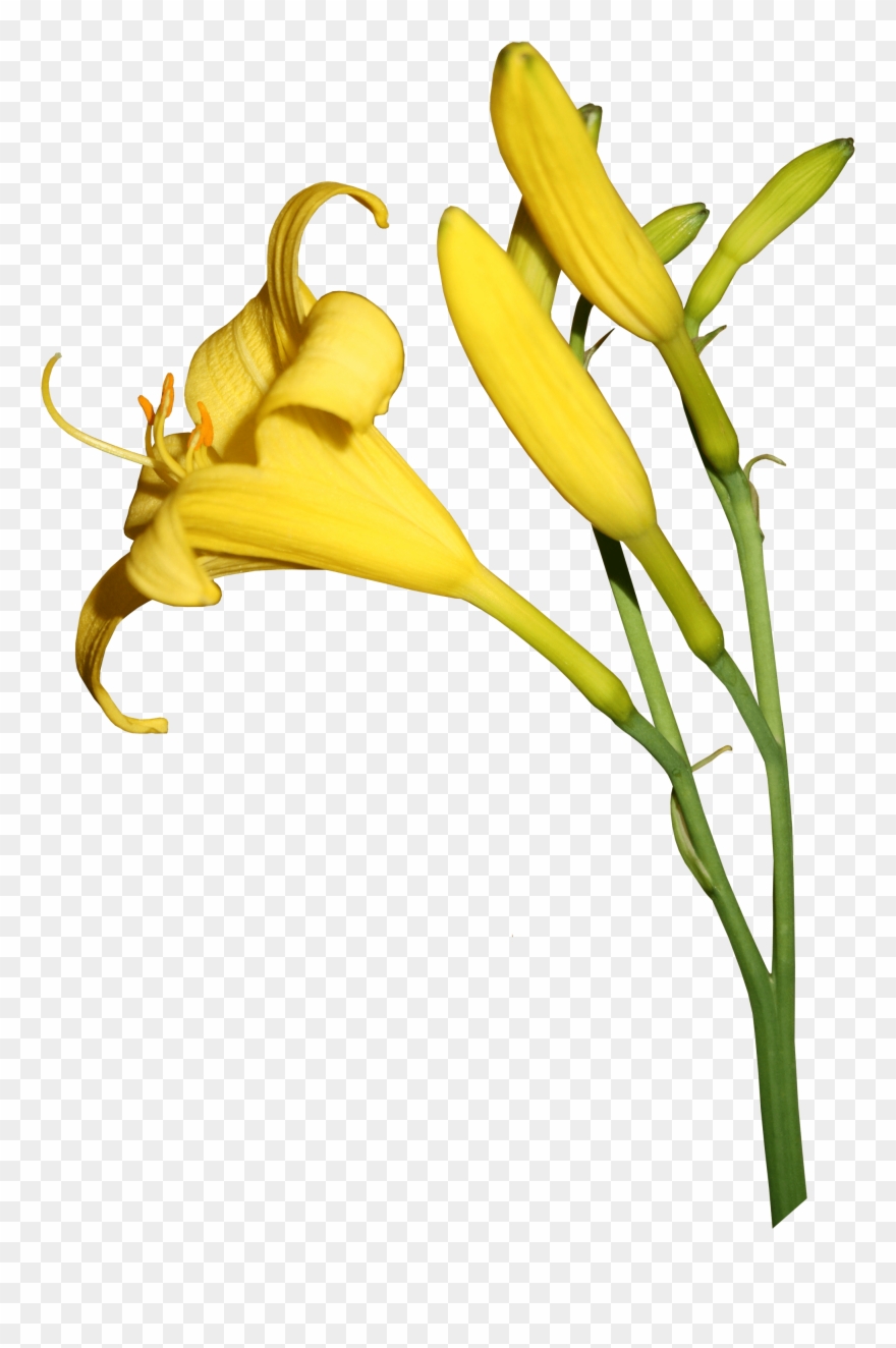 The Duration Of Flowering And The Beauty Of The Daylilies Clipart