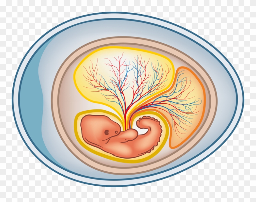 Amniotic-sac - Amniotic Egg Clipart - Png Download