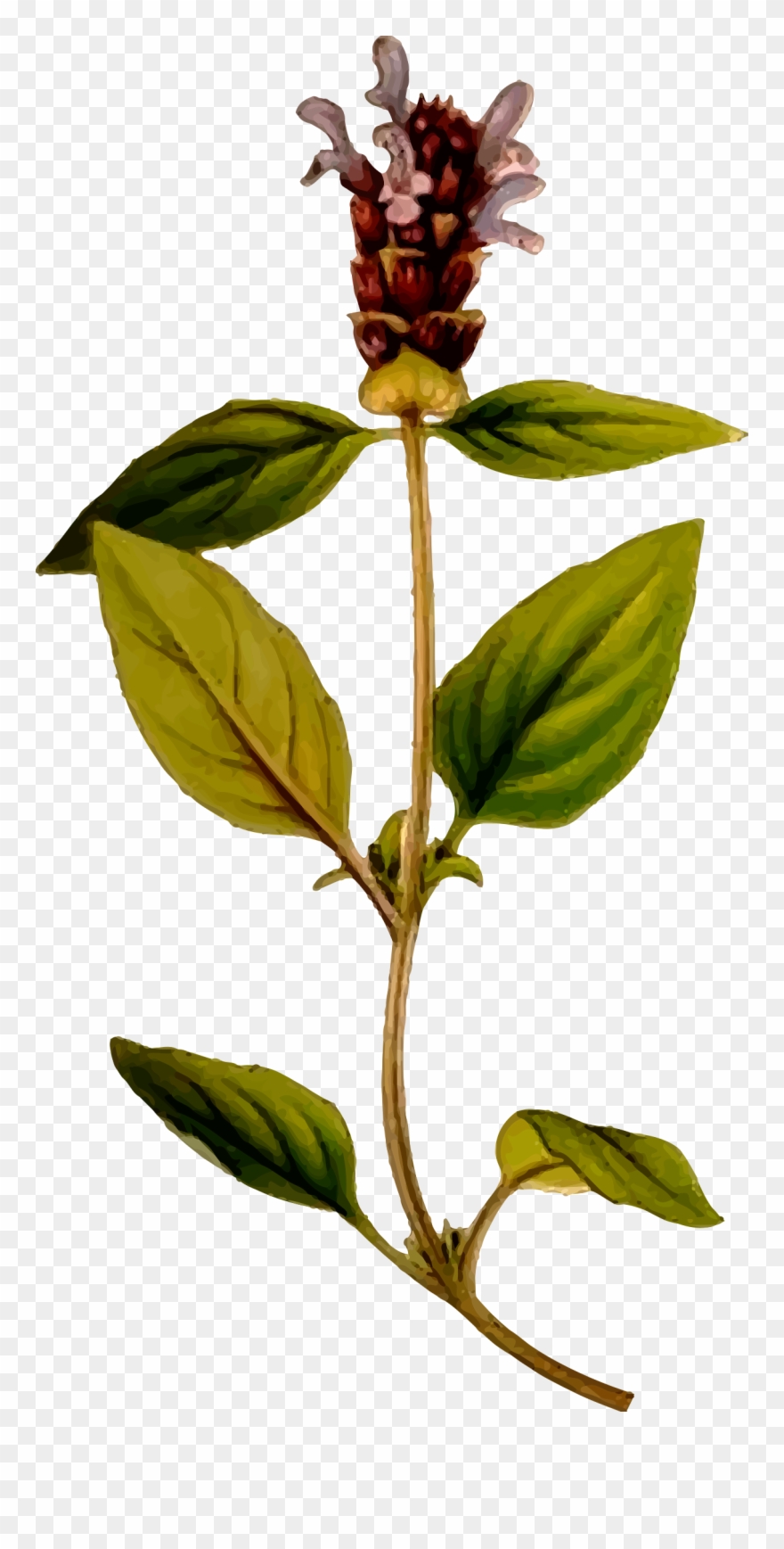 This Free Icons Png Design Of Prunella Vulgaris - Prunella Vulgaris Png Clipart