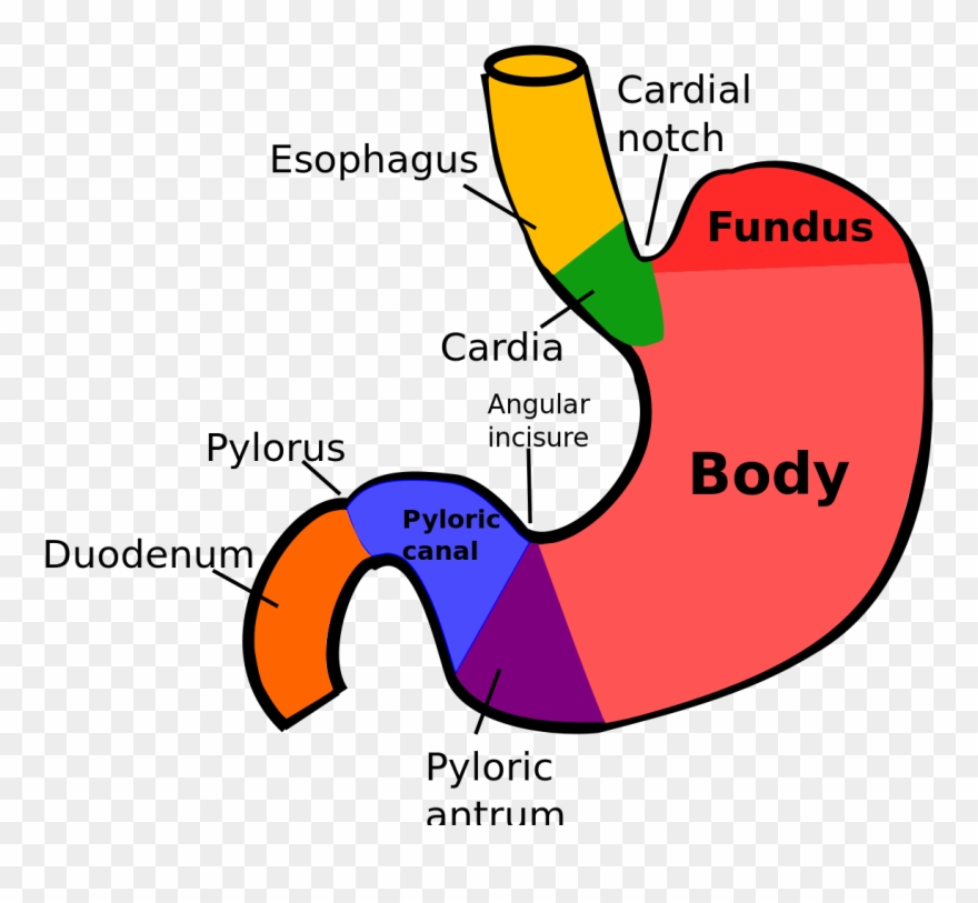 Stomach Digestion Gastritis Organ Gastroenterologist - Fundic Region Of Stomach Clipart