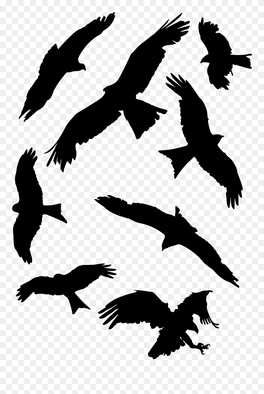 Bird Set Free Falcon Bird Of Prey Beak - Falcon Clipart