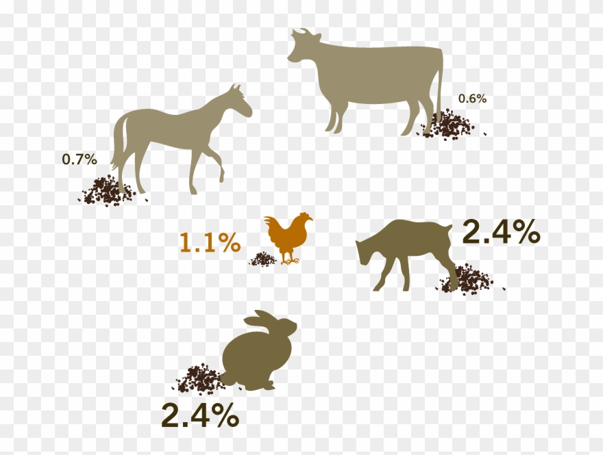 Svg Transparent Bird Poop Clipart - Goat Poop Vs Rabbit Poop - Png Download
