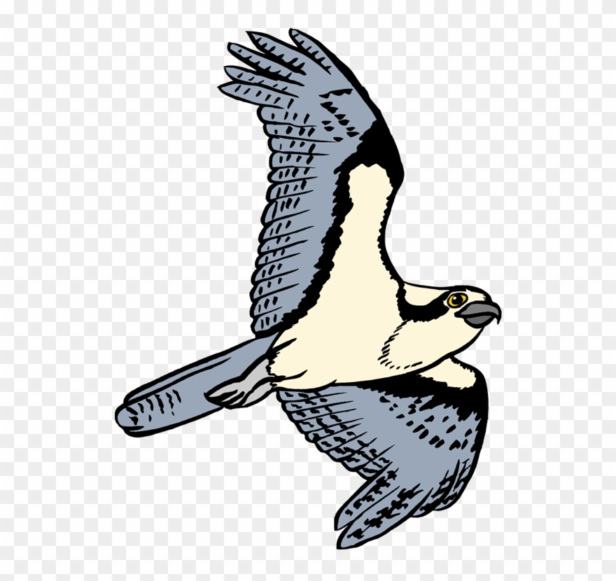 Bird Pencil And In Color - Osprey Cartoon Transparent Background Clipart