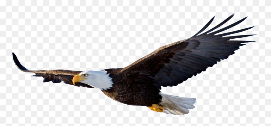 Battle Clipart Ancient Battle - Flying Eagle Png Transparent Png