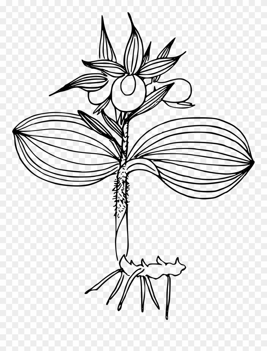 Lotus Flower Images Wallpaper Hd Kamal Free - Slipper Orchids Clipart