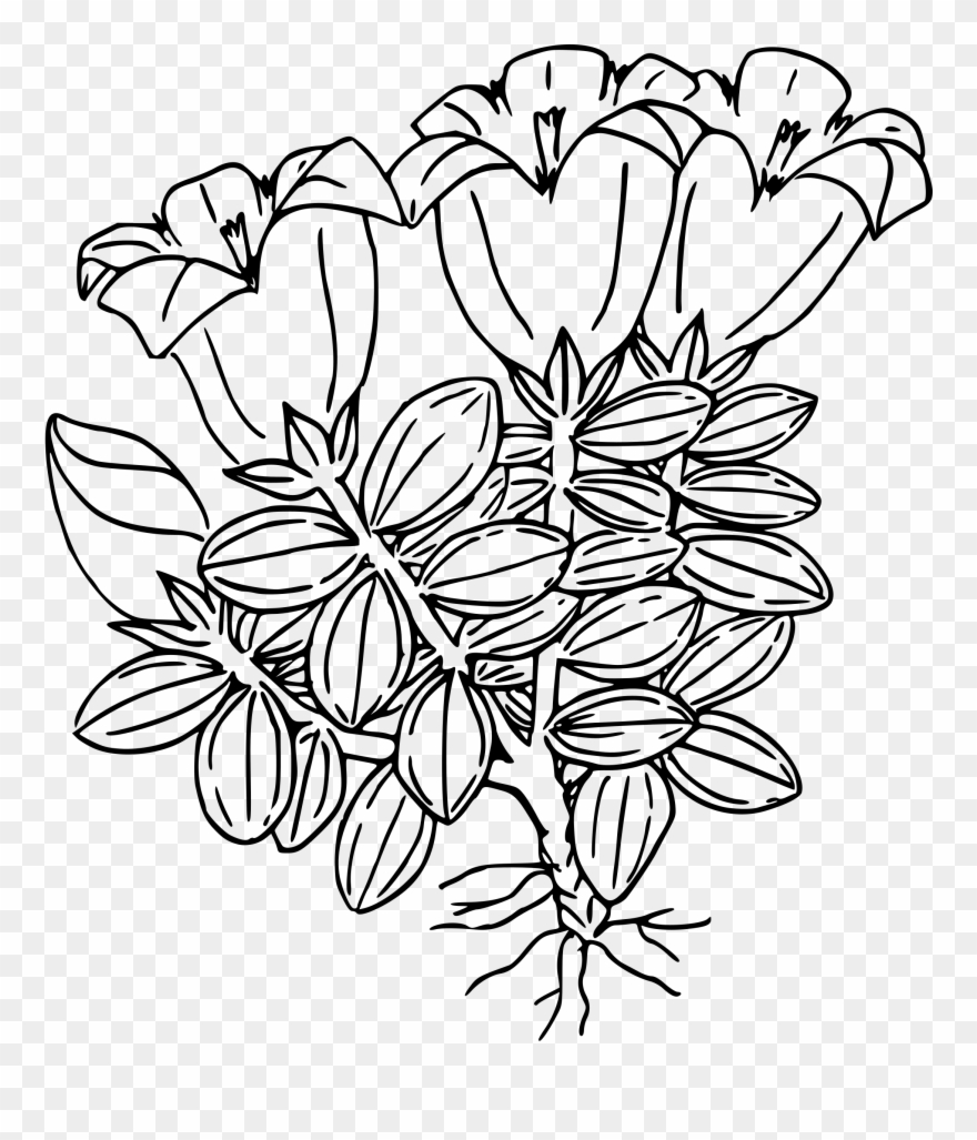 Big Image - Gentian Flower Black And White Clipart