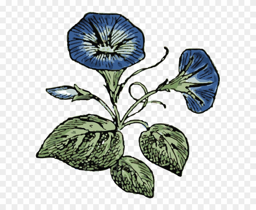 Blue Flower Flowers Plant Morning Glory Nature - Sketches Of Morning Glories Clipart