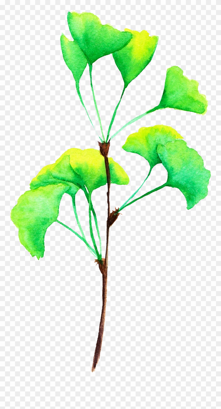 Set Of Watercolor Illustrations For Luxaderme Project - Maidenhair Tree Clipart