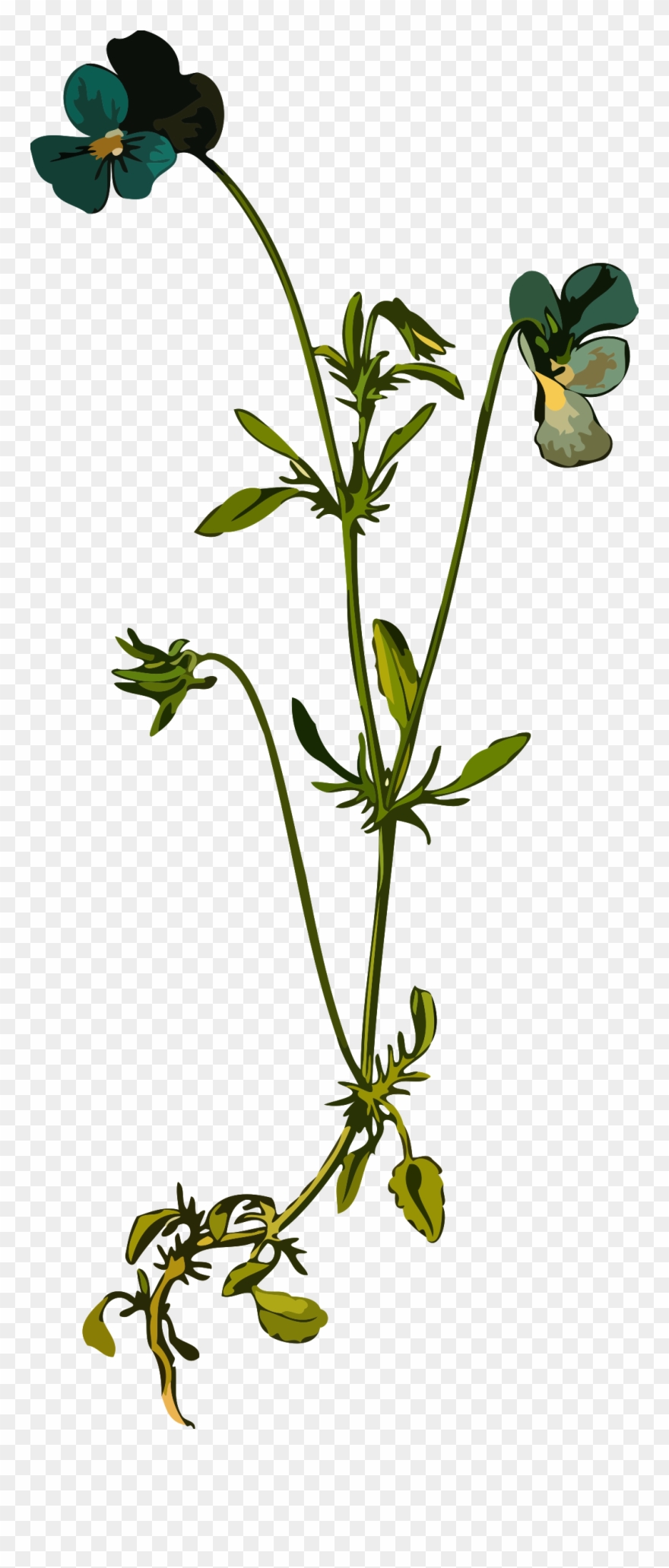 Butterfly Swimmer Clipart - Viola Tricolor - Png Download