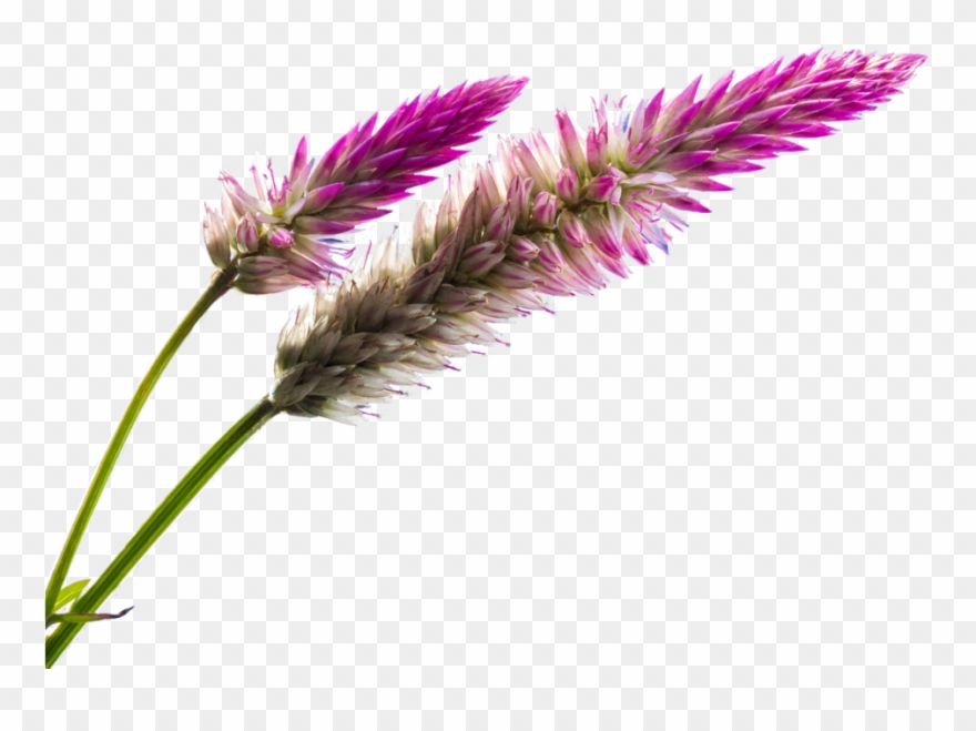 Wild Flower Png Clipart Free Stock - Pink Flower 100 Page Journal: Blank 100 Page Journal Transparent Png