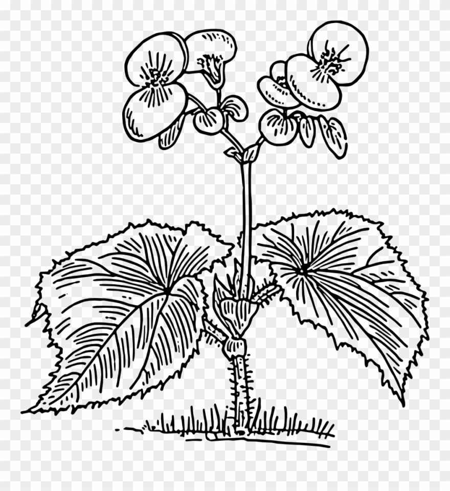 Free Vector Begonia Clip Art - Begonia Drawing - Png Download