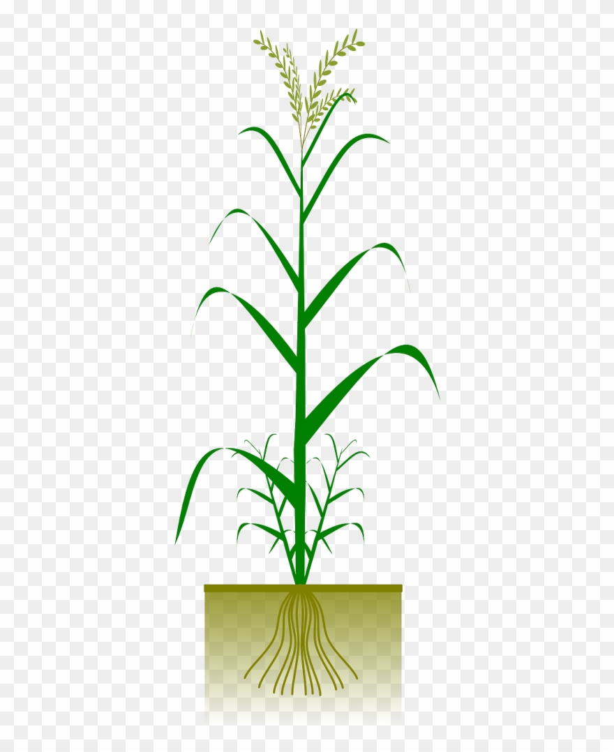 Happy Ali Aye Ligang Clipart