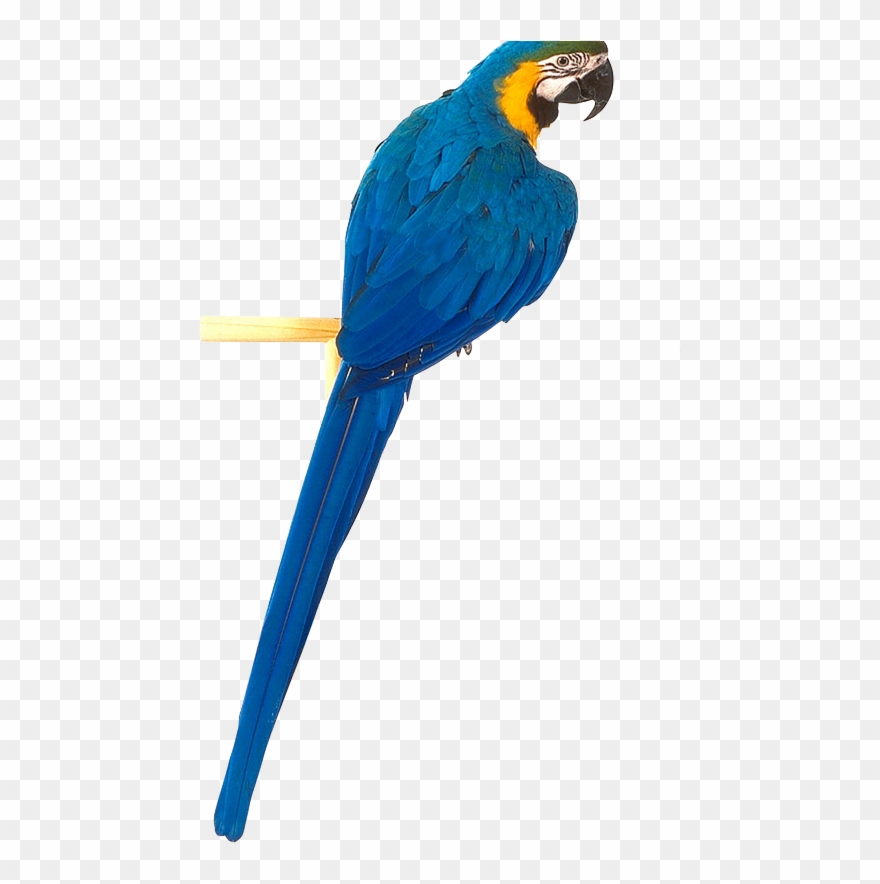 Yellow Blue Parrot Png Clipart