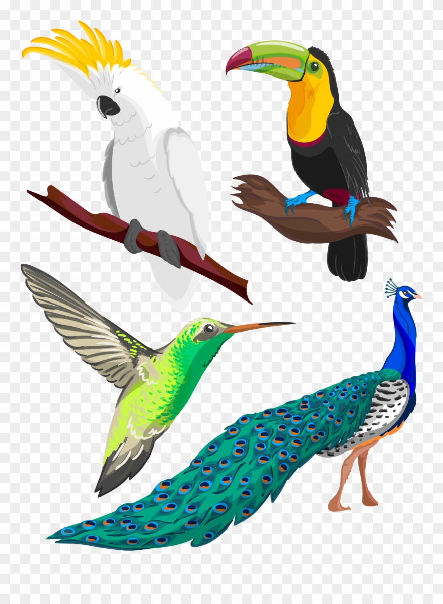 Clipart Library Birb Drawing Pencil - Tropical Bird Drawing - Png Download