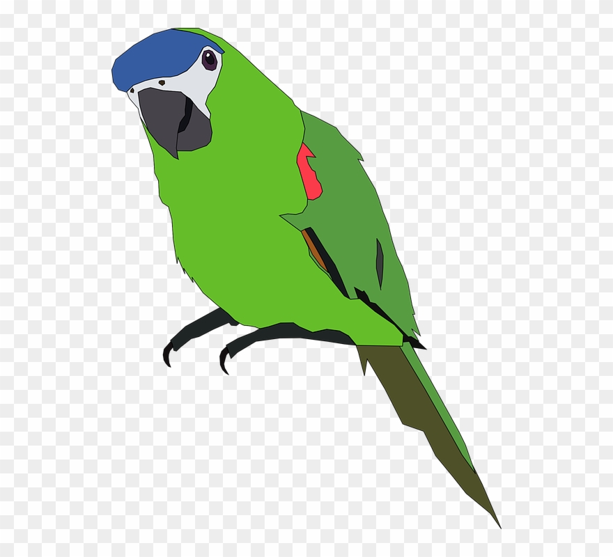 Parrot Clipart Lovebird - Green Parrot Clip Art - Png Download