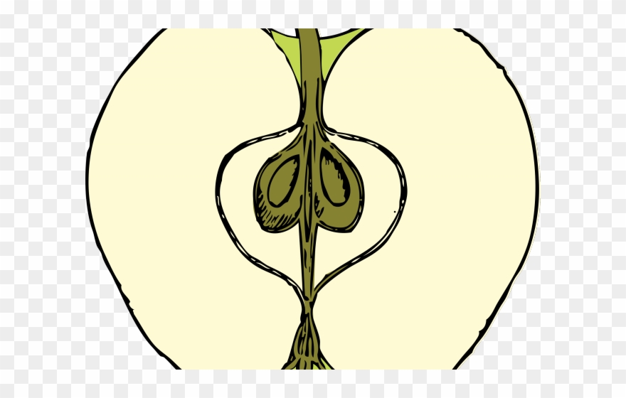 Tree Clipart Cross Section - Apple Cross Section Drawing - Png Download