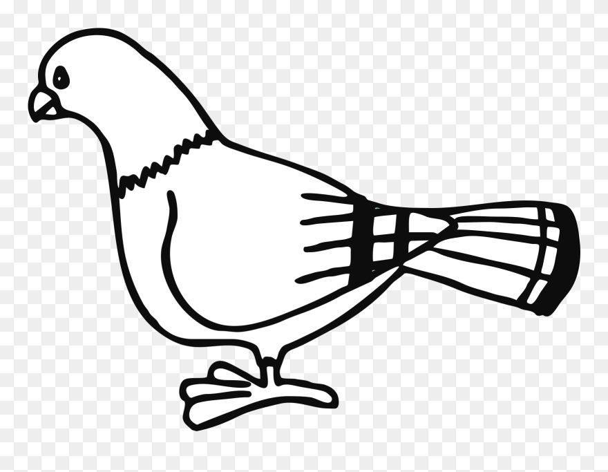 Dove Clipart Black And White - Pigeon Coloring - Png Download